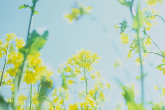 Spring — an ayurvedic perspective